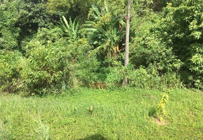 ให้เช่าที่ดิน-ใกล้น้ำตก-342-ตรวา-อปากช่อง-โคราช