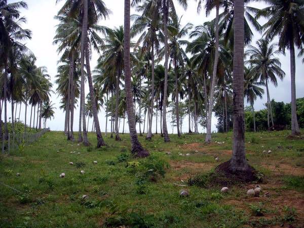 ให้เช่าที่ติดทะเล-2ไร่-อำเภอ-สิเกา-จตรัง