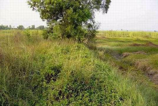 ที่ดินให้เช่า-โพธิ์แทน-นครนายก-มี-2-แปลงๆละ-4-ไร่-ติดถนนใหญ่-นย2024