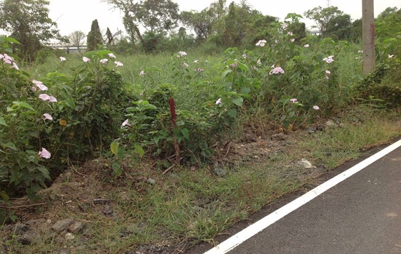 ให้เช่าที่ดิน-ใกล้วัดพระธรรมกายหลายแปลง-ขนาด152-606ตรวา