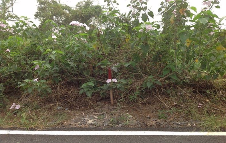 ให้เช่าที่ดิน-ใกล้วัดพระธรรมกายหลายแปลง-ขนาด152-606ตรวา