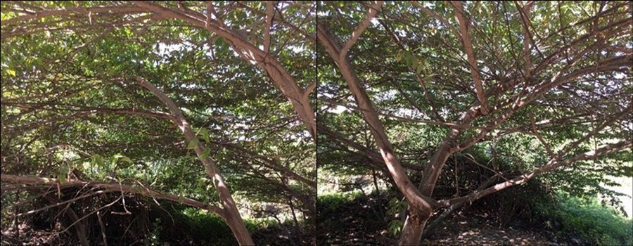 ขายที่ดิน-เนื้อที่-2-ไร่-เศษ-ซอ่อนนุช-39-ซอนามัย-สวนหลวง-กรุงเทพมหานคร