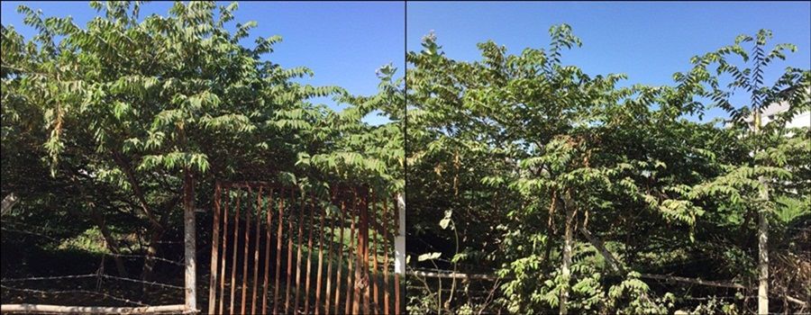 ขายที่ดิน-เนื้อที่-2-ไร่-เศษ-ซอ่อนนุช-39-ซอนามัย-สวนหลวง-กรุงเทพมหานคร