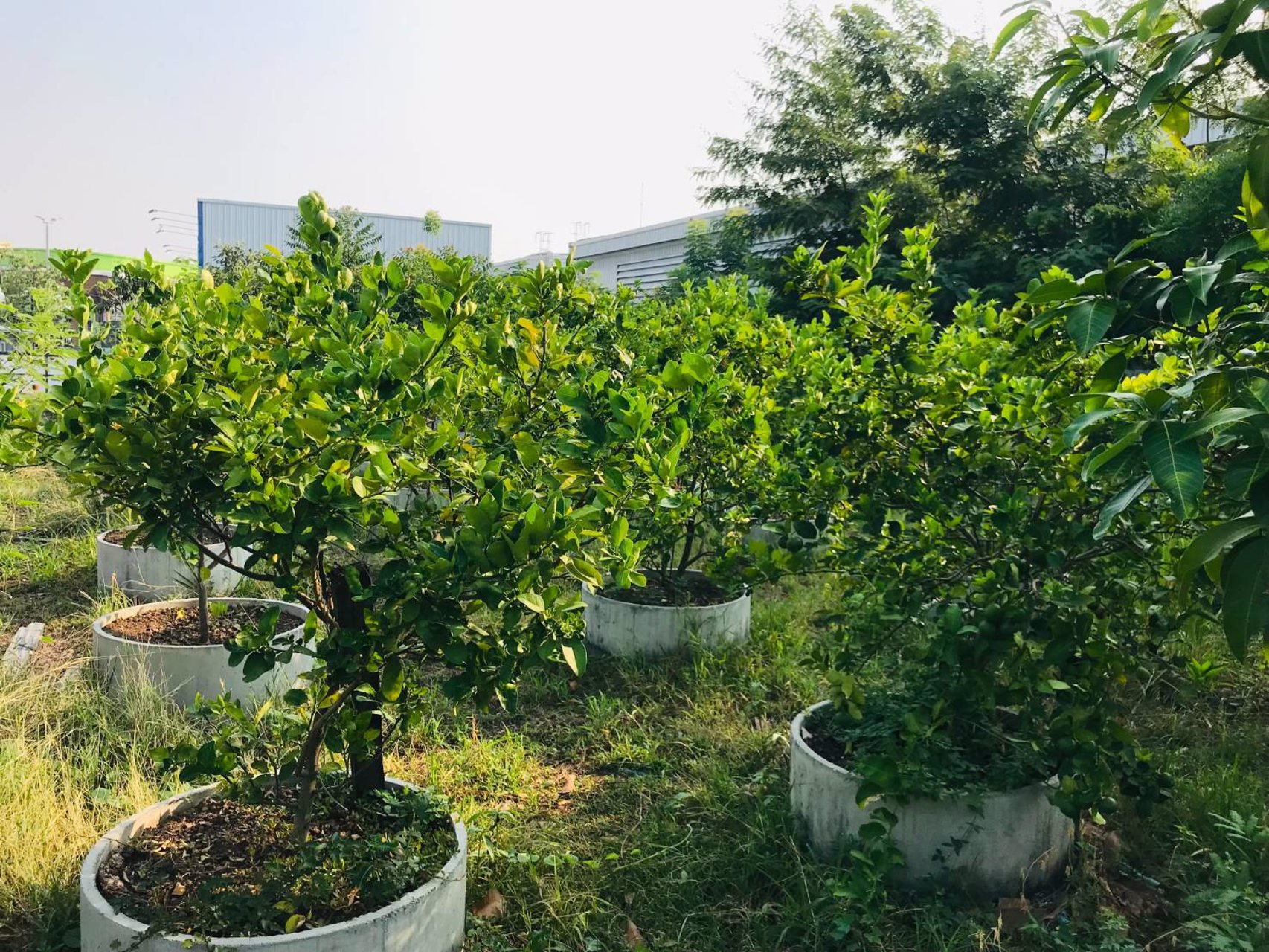 ขายที่ดินทำเลทองพร้อมบ้านสวนและพืชพรรณนาชนิด-ใจกลางถนนเกษตรนวมินทร์