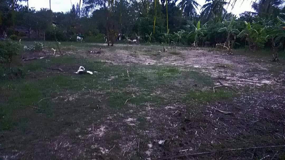 ขายที่ดินใกล้โรงเรียนวัดตาลเจ็ดยอด-เนื้อที่-3ไร่598ตรว-ติดถนนลาดยาง