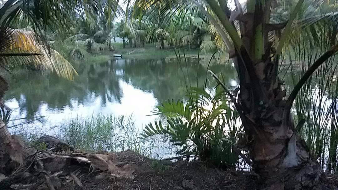 ขายที่ดินใกล้โรงเรียนวัดตาลเจ็ดยอด-เนื้อที่-3ไร่598ตรว-ติดถนนลาดยาง