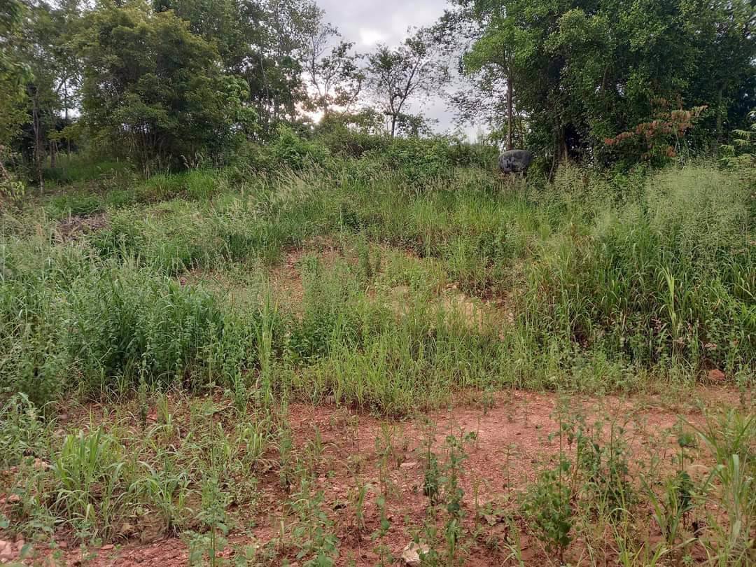 ขายที่ดิน-ตำบลหนองพลับ-หน้าติดถนน