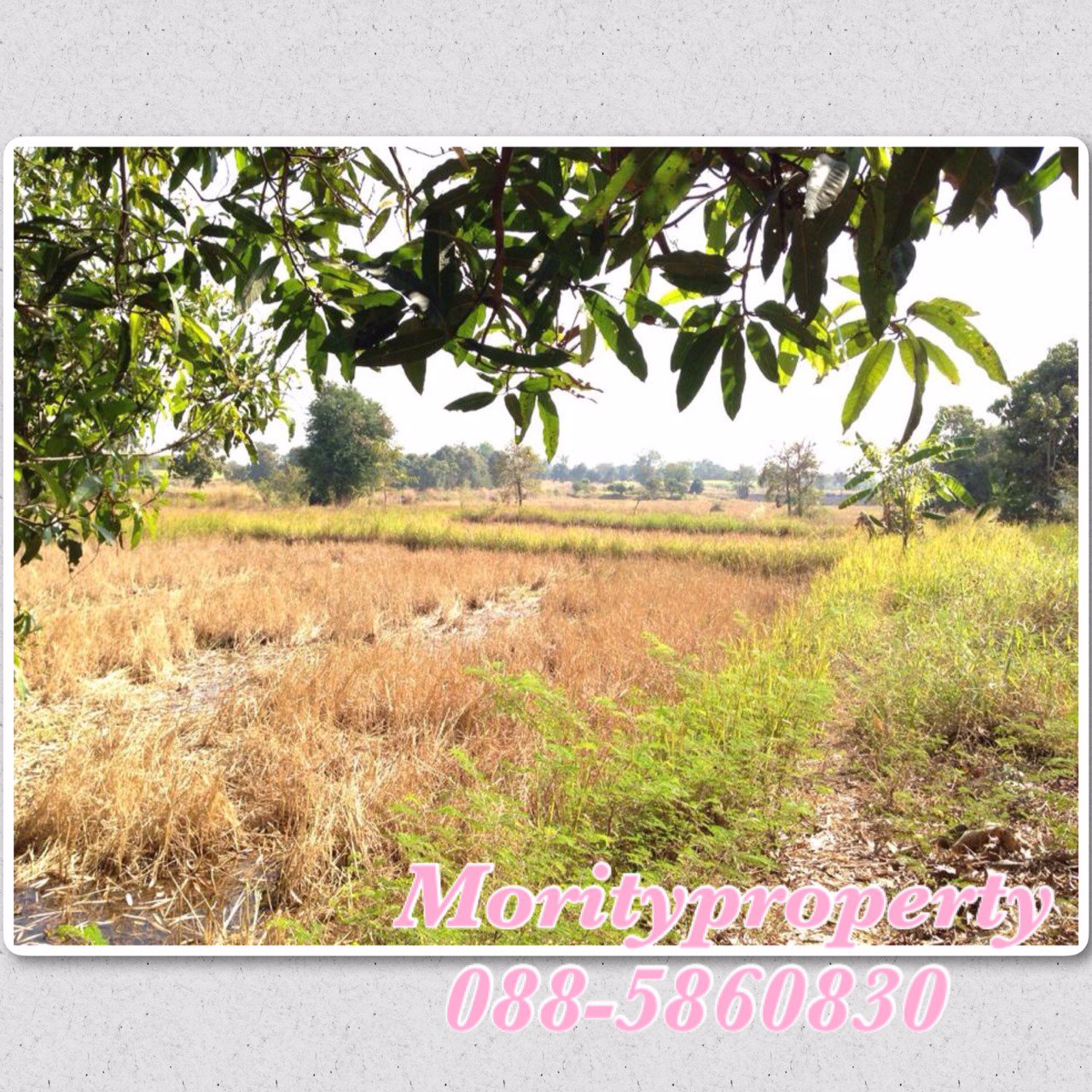 ขายที่ดิน-ตบ้านเป้า-อเกษตรสมบูรณ์-จชัยภูมิ