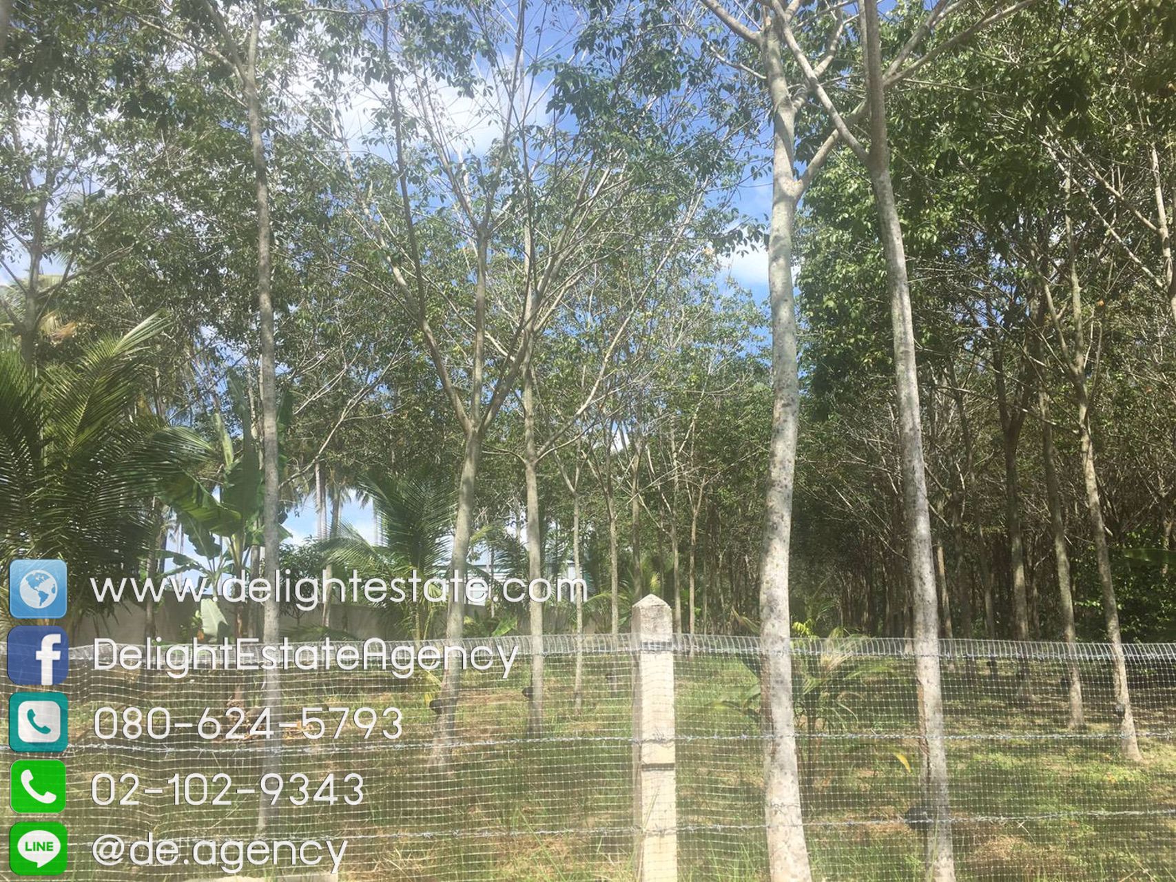 ให้เช่าที่ดินเปล่า-สวนยาง-6-ไร่-ตไม้ขาว-อถลาง-จภูเก็ต