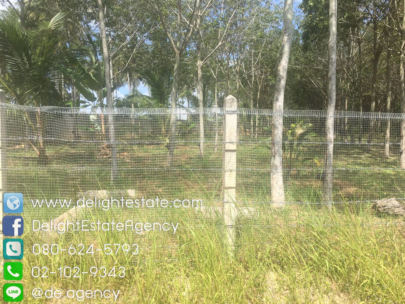 ให้เช่าที่ดินเปล่า-สวนยาง-6-ไร่-ตไม้ขาว-อถลาง-จภูเก็ต