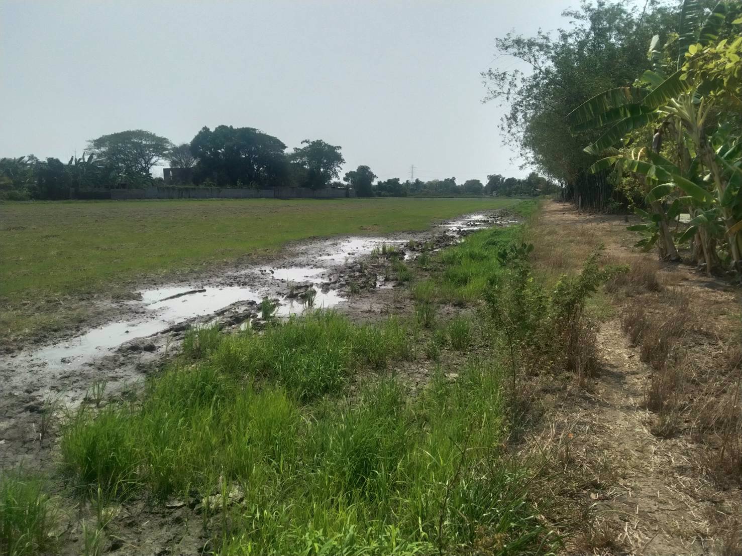 ขายที่ดิน-ติดถนนเลียบคลอง-โฉนด-นส-๔-จ-