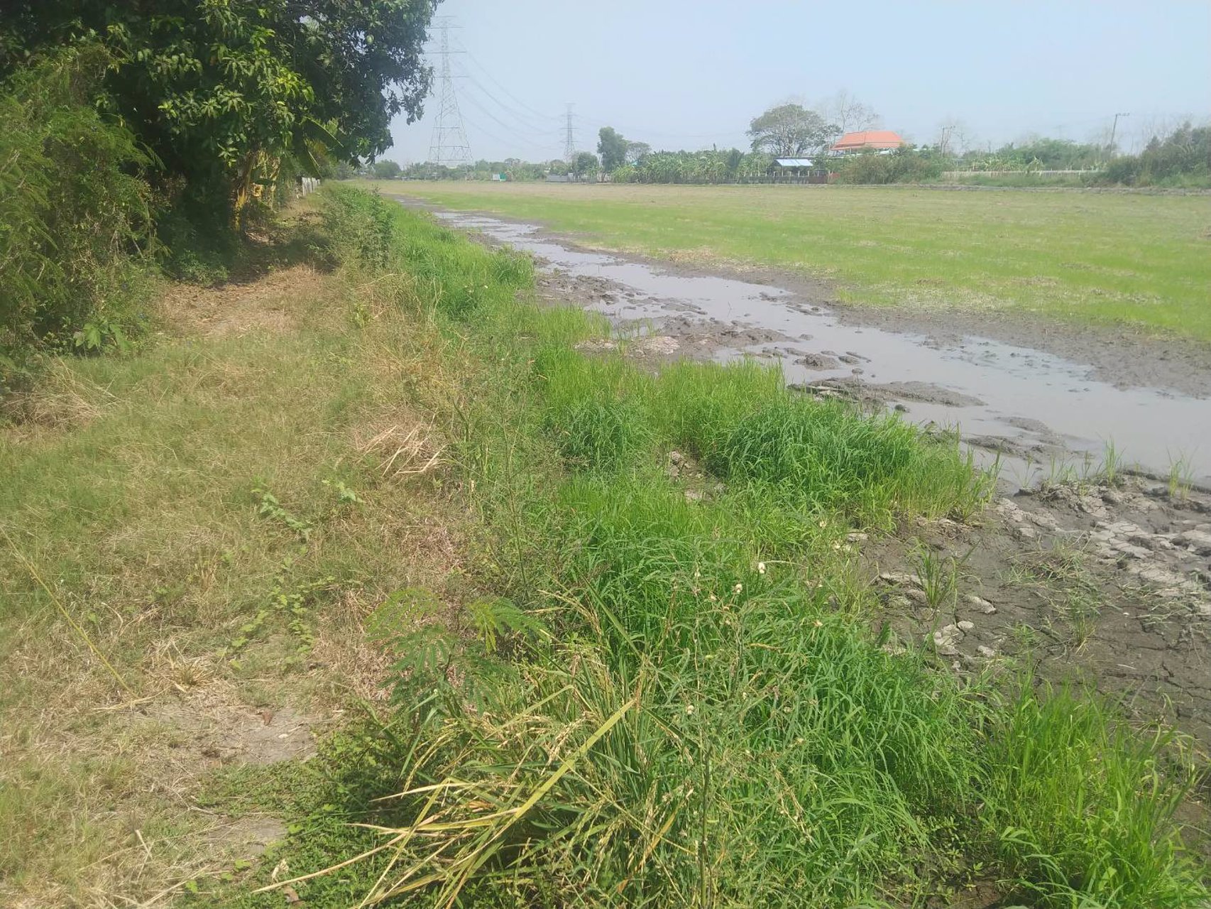 ขายที่ดิน-ติดถนนเลียบคลอง-โฉนด-นส-๔-จ-