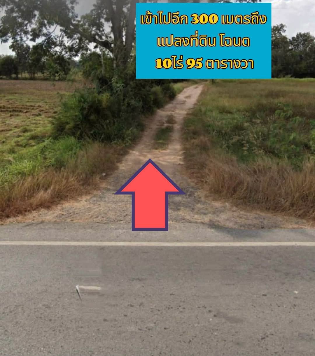 ขายที่ดินอำเภอจักราชบ้านละกอตศรีละกอ-จนครราชสีมา