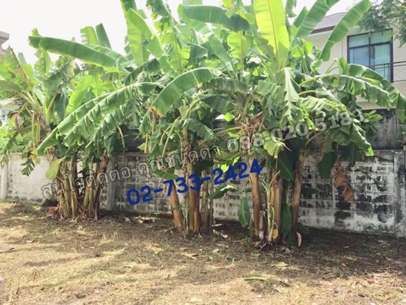 ขายบ้านเดี่ยวหมู่บ้านธารารมณ์-หลังใหญ่-102-ตรว-เขตสะพานสูง-ใกล้รรเตรียมอุดมศึกษาน้อมเกล้า-05284