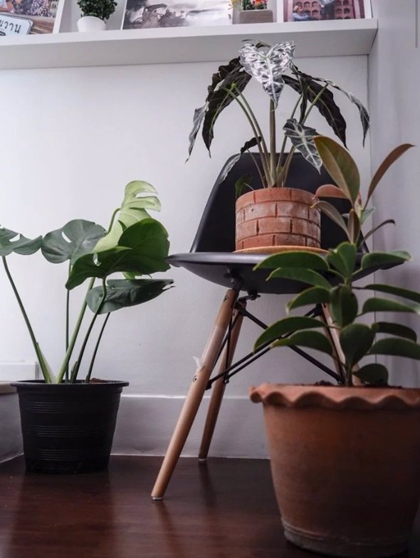 ขายทาวน์โฮม-เนอวานา-คัฟเวอร์-อ่อนนุช-18-ตรว-ซอยอ่อนนุช-65-เขตประเวศ-ใกล้-maxvalu-ตกเเต่งสวย-05292