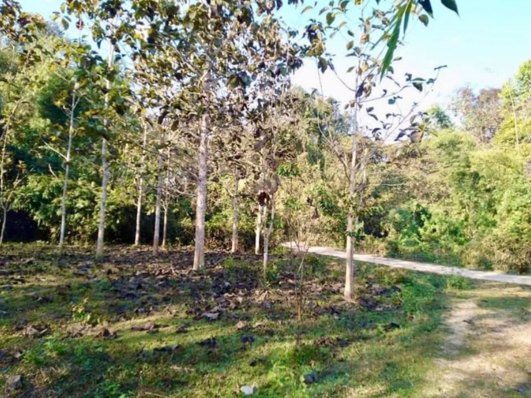 ขายด่วน-ที่ดินเมืองน่าน-ที่ดินแปลงสวย-พื้นที่รวม-18-ไร่-3-งาน-56-ตารางวา