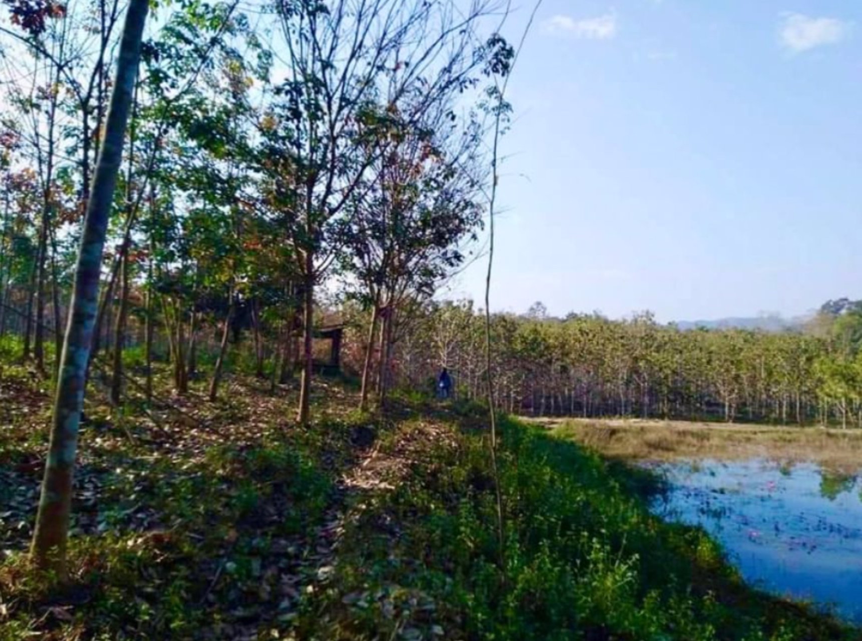 ขายด่วน-ที่ดินเมืองน่าน-ที่ดินแปลงสวย-พื้นที่รวม-18-ไร่-3-งาน-56-ตารางวา