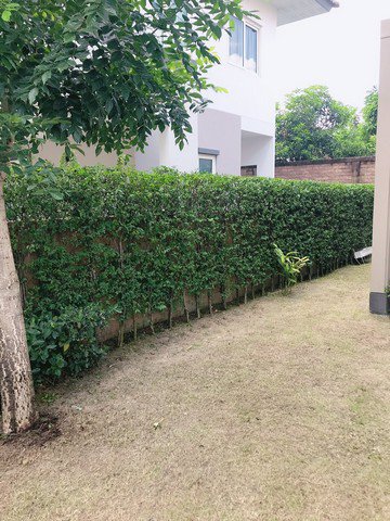 ขายบ้านเดี่ยว-โกเด้นวิลเลจ-อ่อนนุชพัฒนาการ-ราคาเพียง-8900000-ล้านบาท