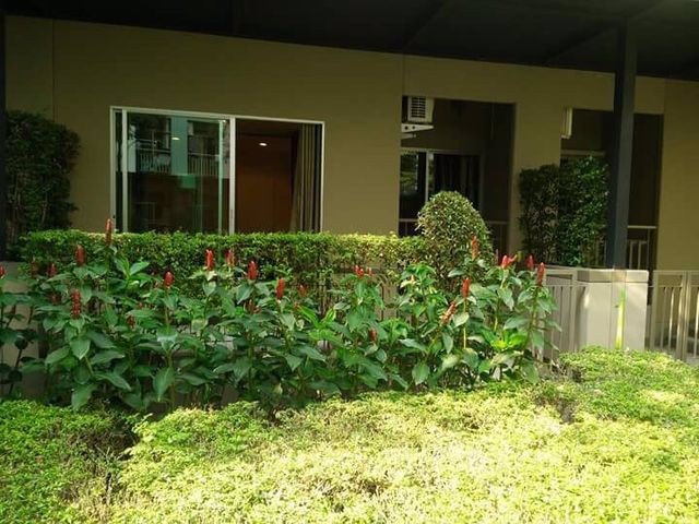 เช่าพิเศษสุดๆๆ-ลุมพินีวิลล์-อ่อนนุชพัฒนาการ-ราคาเพียง-8000-บาท