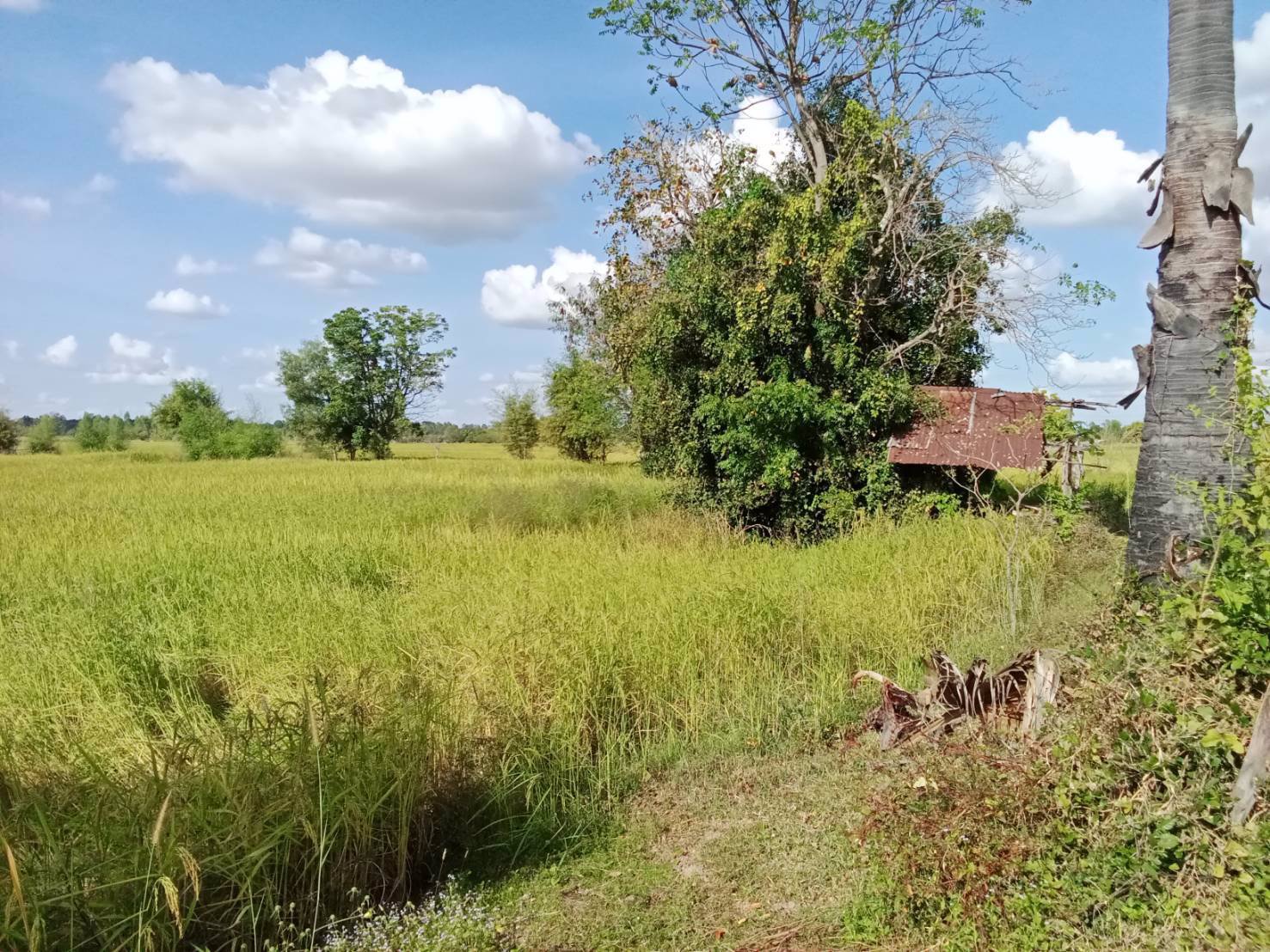 ด่วน-ขายที่ดินสวยเหมาะทำโคกหนองนา-อเมือง-จร้อยเอ็ด