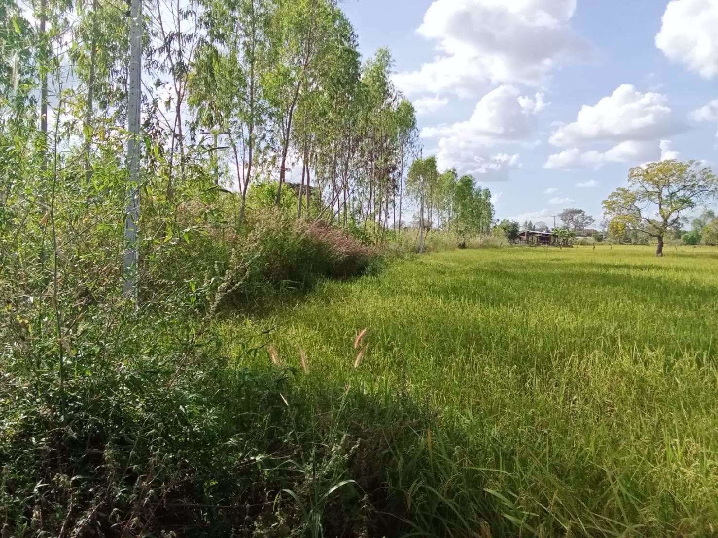 ด่วน-ขายที่ดินสวยเหมาะทำโคกหนองนา-อเมือง-จร้อยเอ็ด