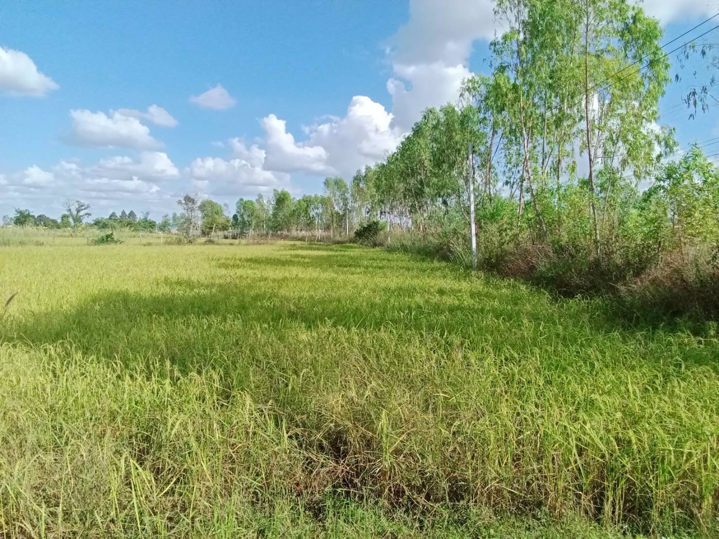 ด่วน-ขายที่ดินสวยเหมาะทำโคกหนองนา-อเมือง-จร้อยเอ็ด