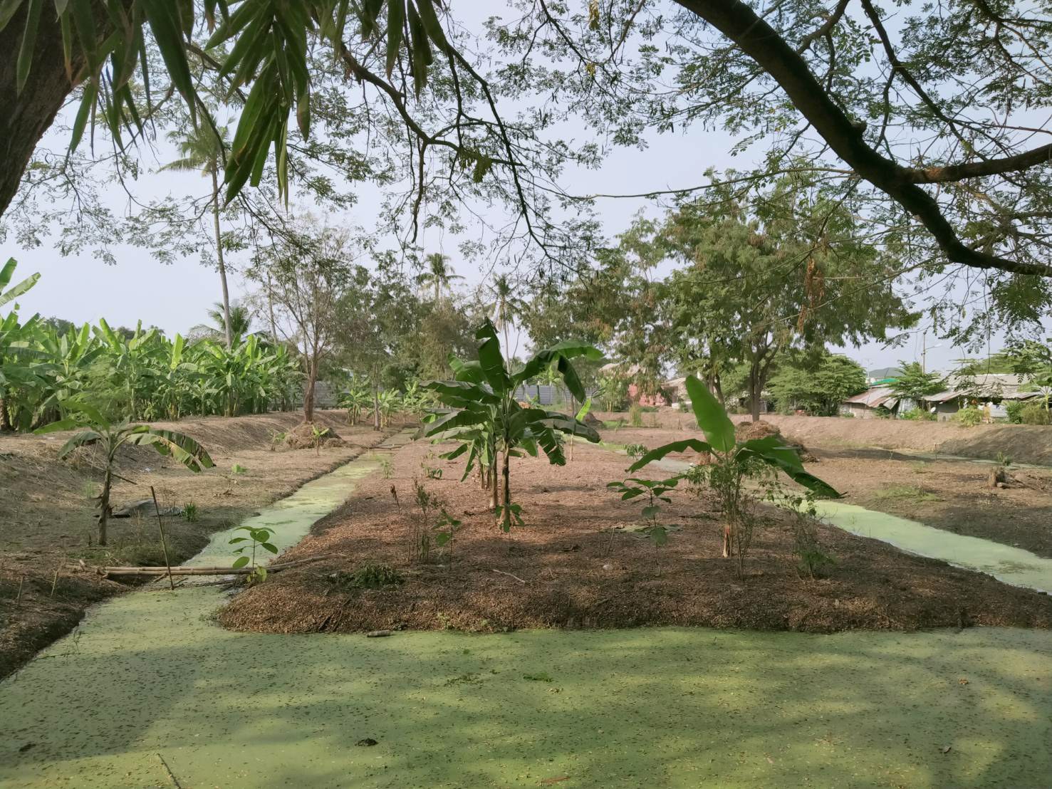 ขายที่ดิน-6-2-70ไร่-ติดถนนราชพฤกษ์-ใกล้ถนนสะพานนนทบุรี-บางบัวทอง-และ-โรงพยาบาลปากเกร็ด2