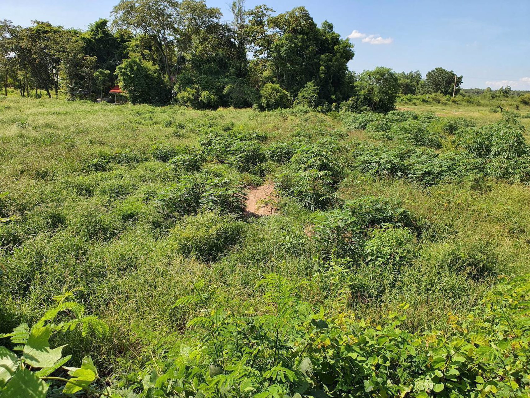 ขายที่ดิน-เนื้อที่-2-ไร่-3-งาน-10-ตารางวา-ที่ดินหน้าติดทางสาธารณะ