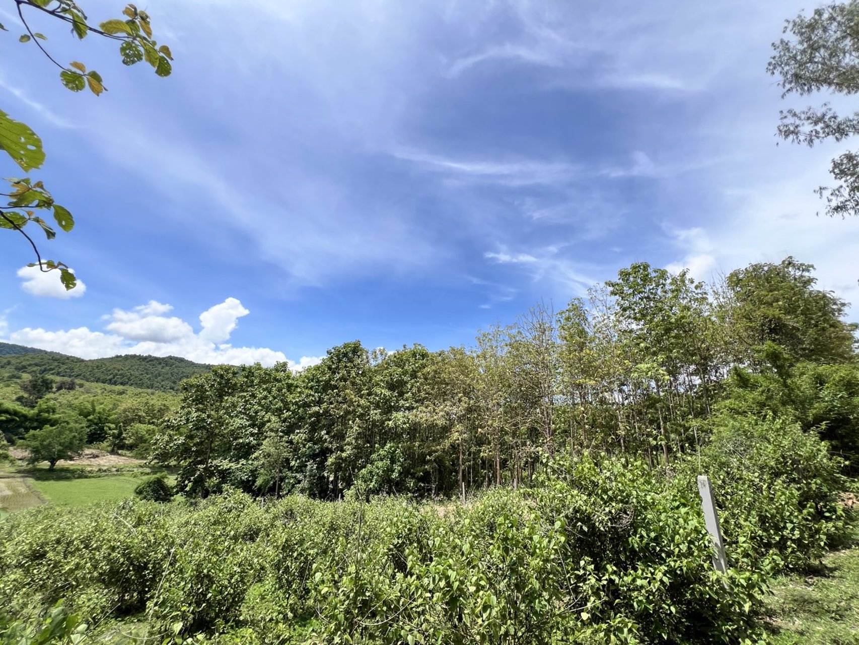 ขายที่ดิน-โฉนดครุฑแดง-เจ้าของขายเอง-ที่บ้านหนองฟ้าแลบ-อด่านซ้าย