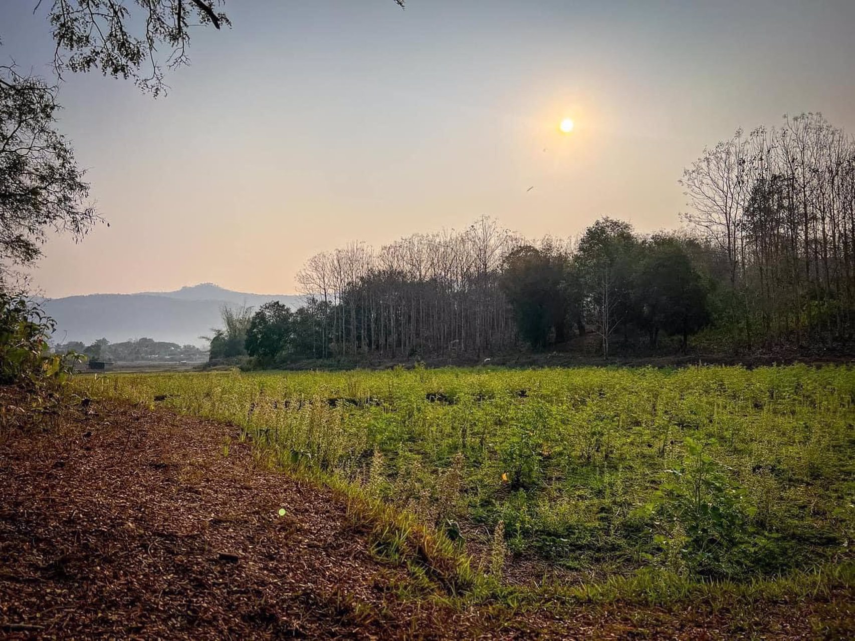 ขายที่ดิน-โฉนดครุฑแดง-เจ้าของขายเอง-ที่บ้านหนองฟ้าแลบ-อด่านซ้าย