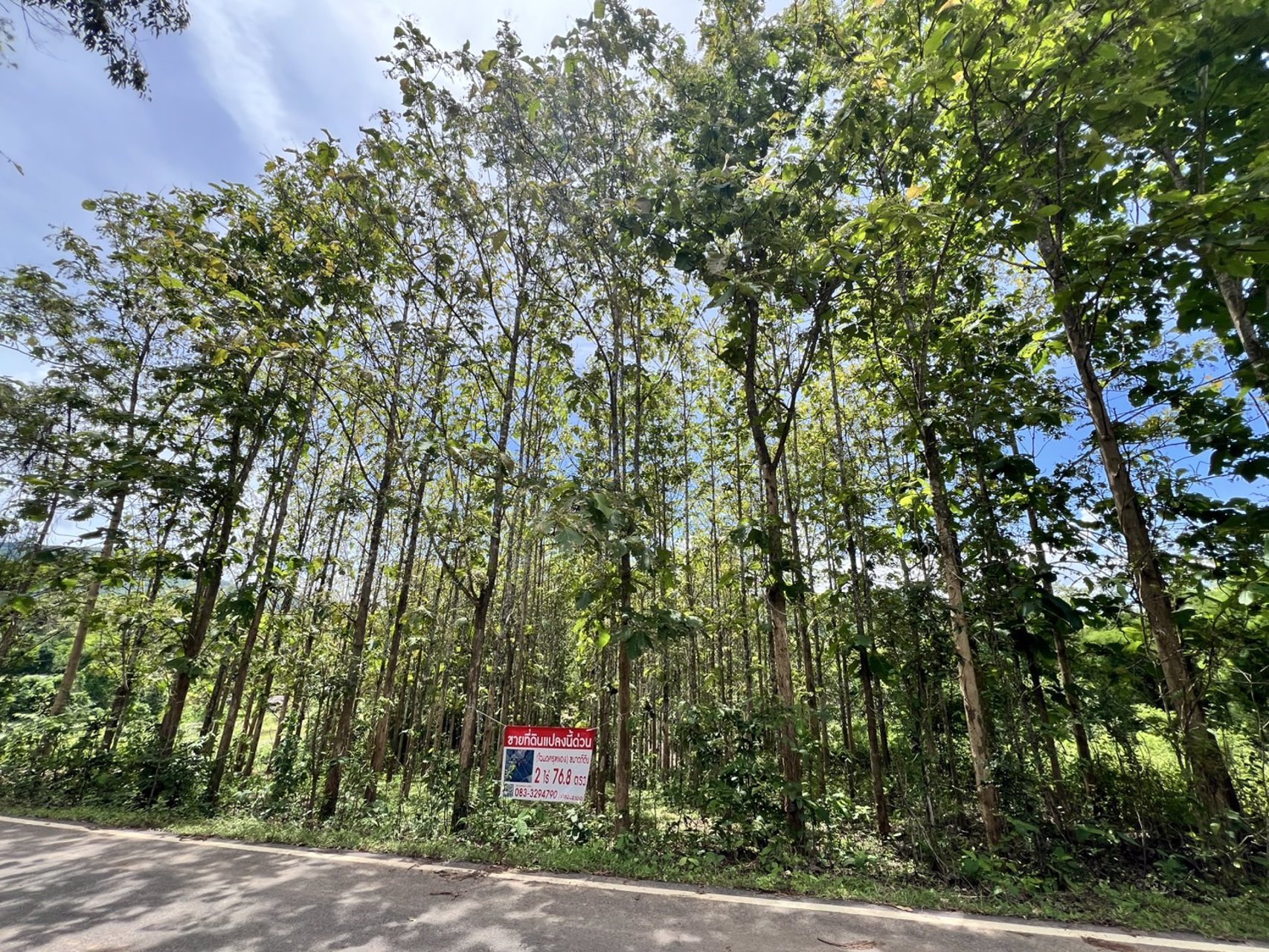 ขายที่ดิน-โฉนดครุฑแดง-เจ้าของขายเอง-ที่บ้านหนองฟ้าแลบ-อด่านซ้าย