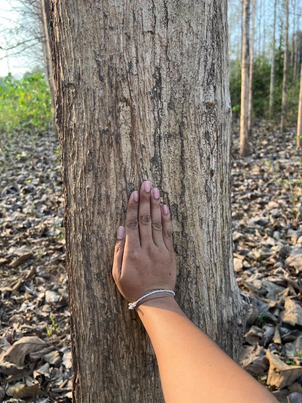 ขายที่ดิน-โฉนดครุฑแดง-เจ้าของขายเอง-ที่บ้านหนองฟ้าแลบ-อด่านซ้าย