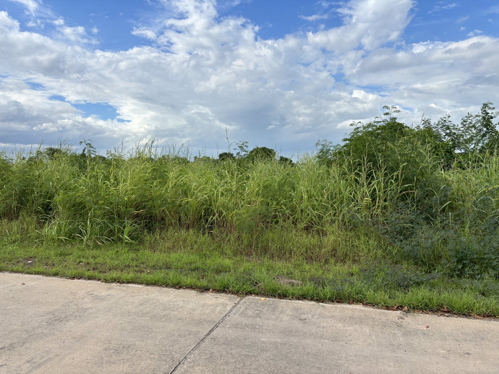 ขายที่ดินผังม่วงลาย-ทำเลดี-ตคลองอุดมชลจร-อเมืองฉะเชิงเทรา-จฉะเชิงเทรา