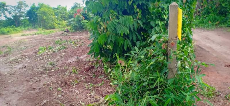 ขายที่ดินเนื้อที่-50-ตรว-ราคา150000บาท-ผ่อนวัน100บาท-