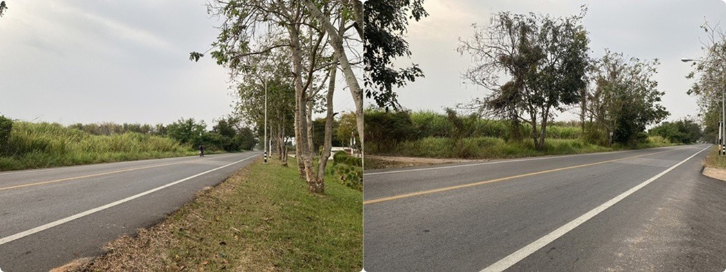 ขายที่ดิน-เนื้อที่-29-ไร่-เกาะจันทร์-จังหวัดชลบุรี