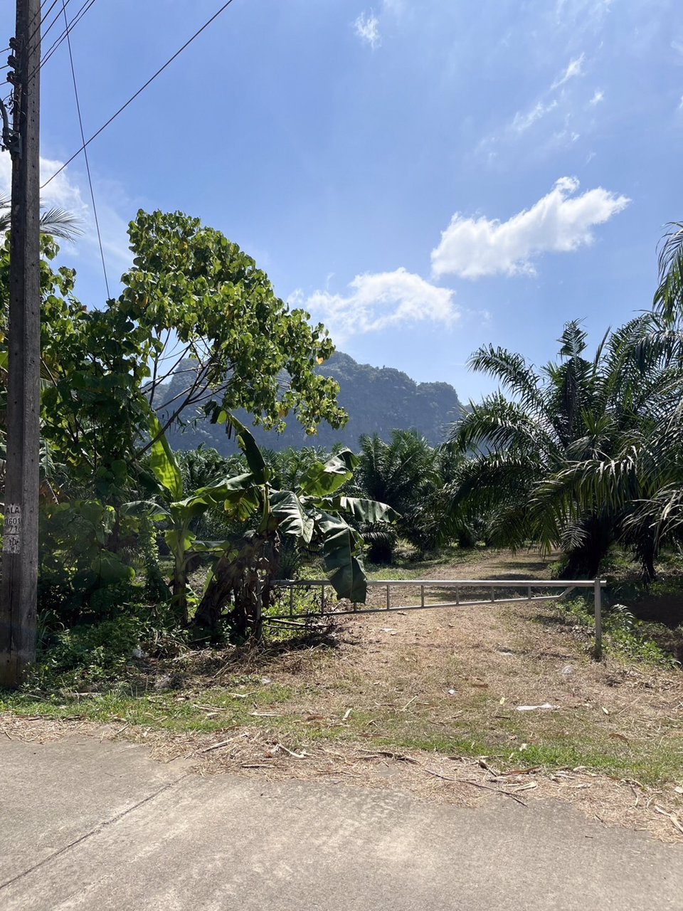 ที่ดินสวนปาล์ม-13-ไร่-1-งาน-92-วา