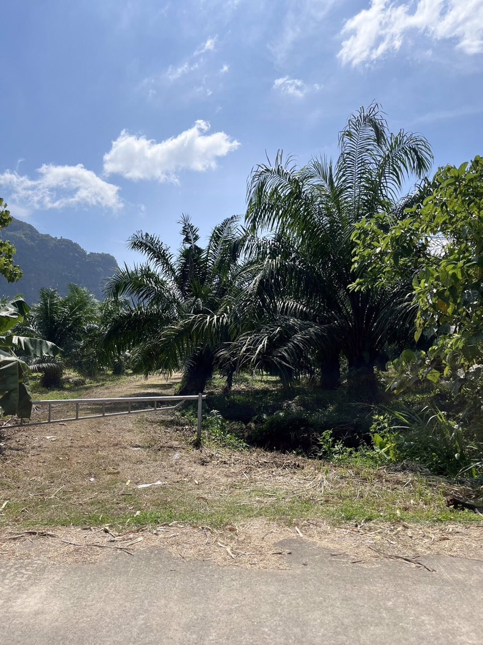 ที่ดินสวนปาล์ม-13-ไร่-1-งาน-92-วา