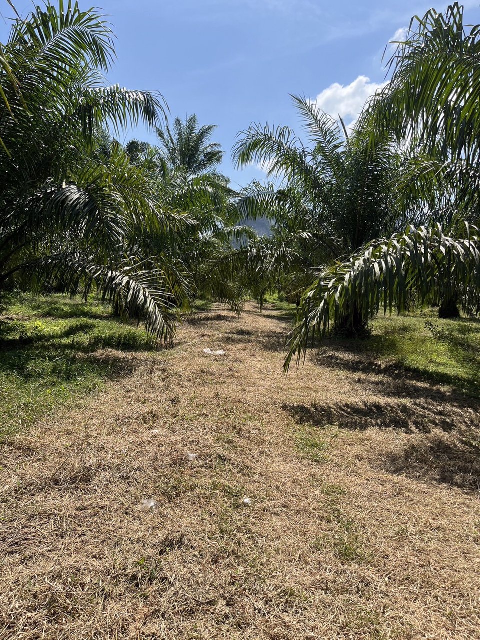 ที่ดินสวนปาล์ม-13-ไร่-1-งาน-92-วา