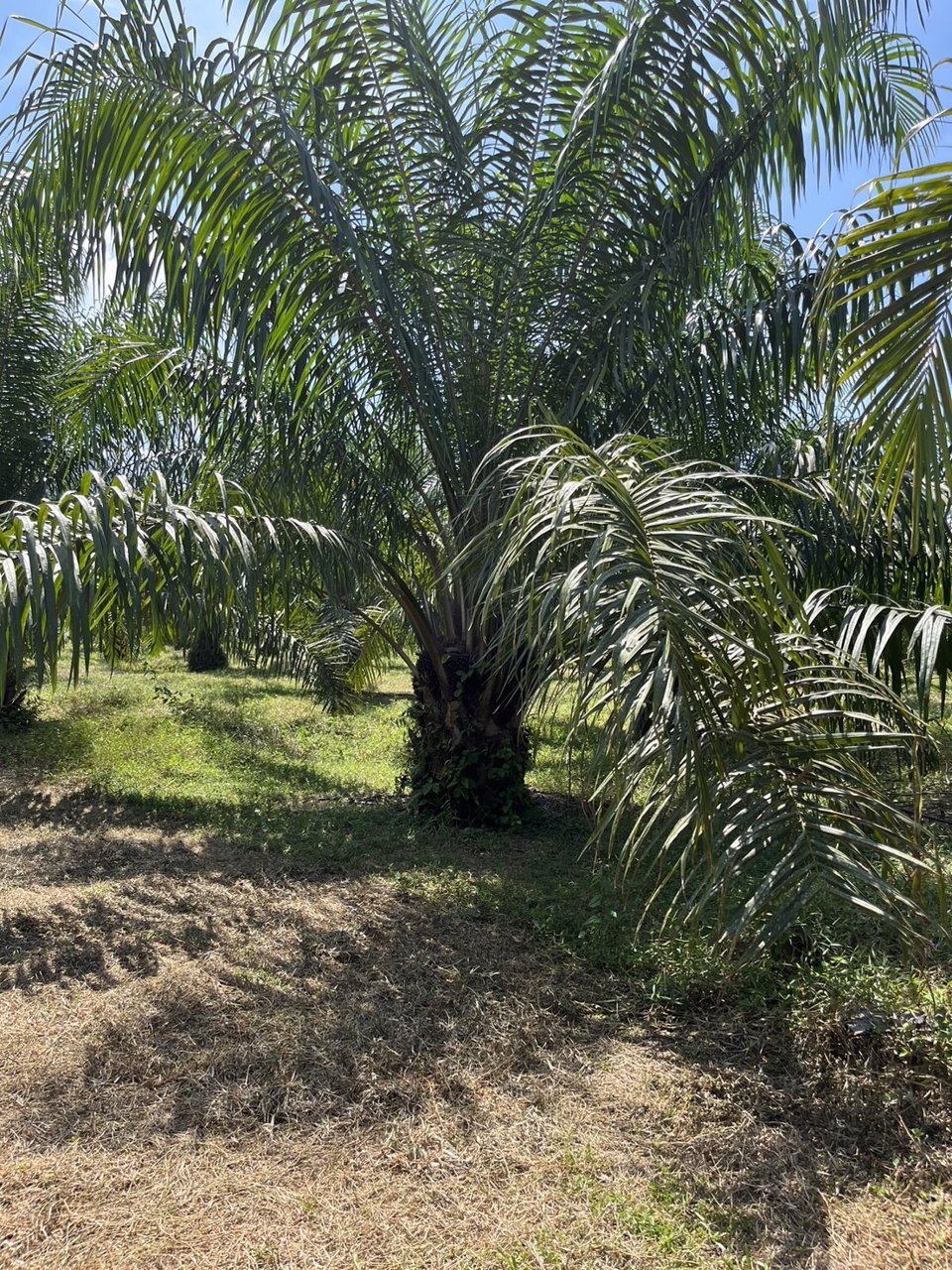 ที่ดินสวนปาล์ม-13-ไร่-1-งาน-92-วา