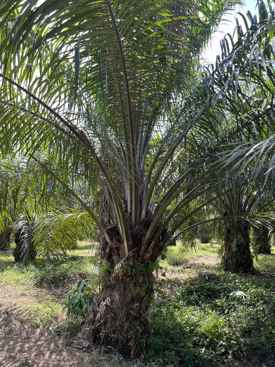 ที่ดินสวนปาล์ม-13-ไร่-1-งาน-92-วา
