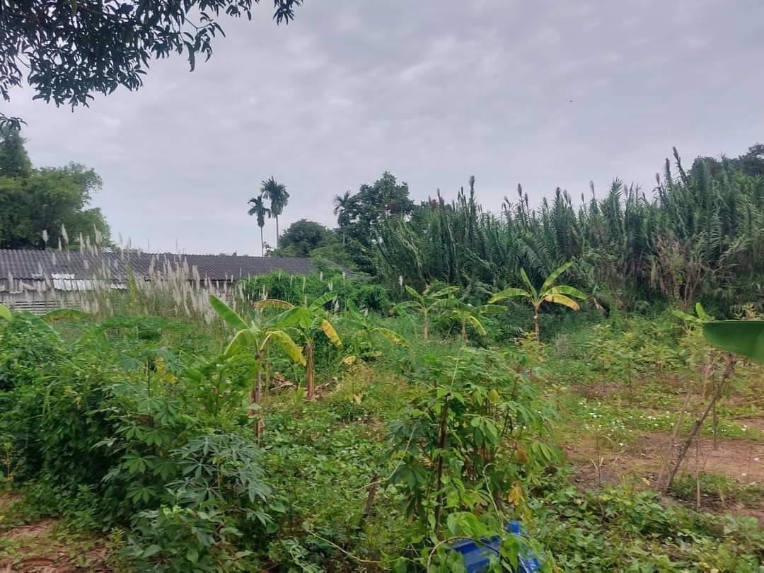 ขายที่ดิน-เนื้อที่195-ตรว-หลังโลตัสตะเคียนเตี้ย-ชุมชนหนองปรือทางรถไฟ