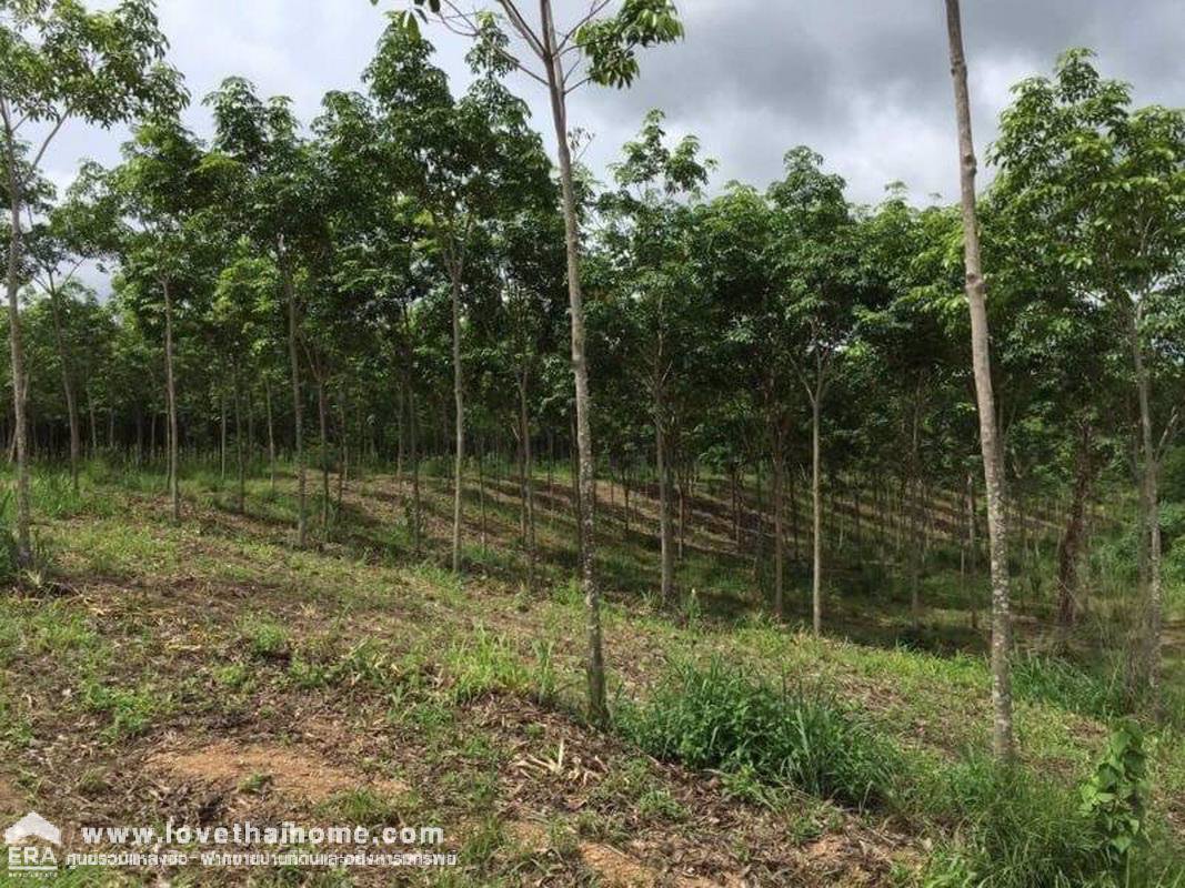 ขายที่ดินเปล่า-หัวหิน-30-ไร่-ราคาถูก