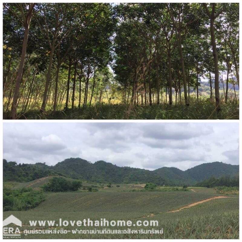 ขายที่ดินเปล่า-หัวหิน-30-ไร่-ราคาถูก