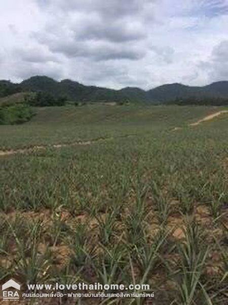 ขายที่ดินเปล่า-หัวหิน-30-ไร่-ราคาถูก