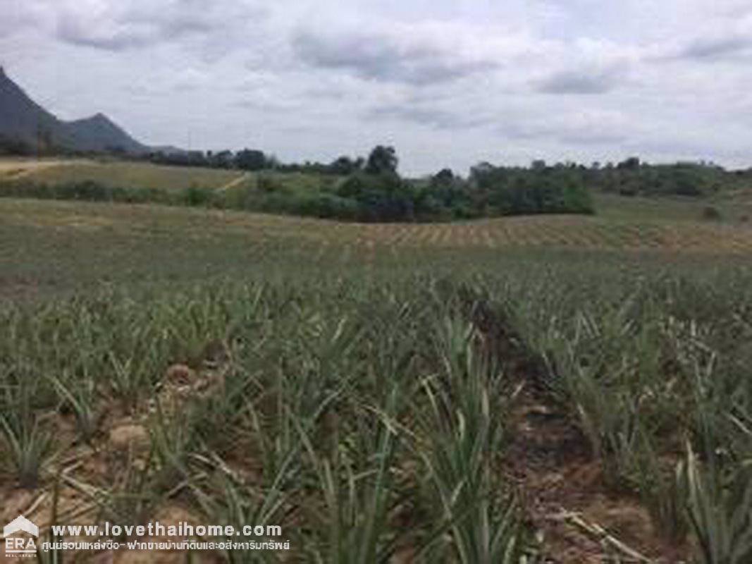 ขายที่ดินเปล่า-หัวหิน-30-ไร่-ราคาถูก