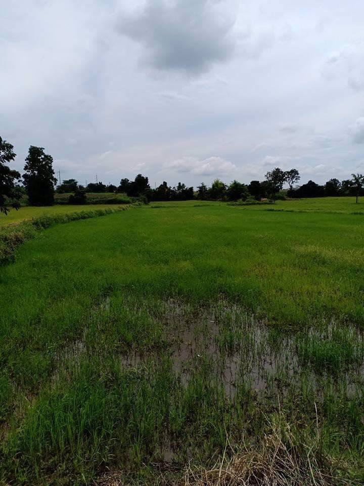 ขายที่ดิน-7ไร่-1งาน-44ตรว-อปักธงชัย-จนครราชสีมา-ห่างจากถนนหมายเลข-24-โชคชัย-เดชอุดม-300-เมตร