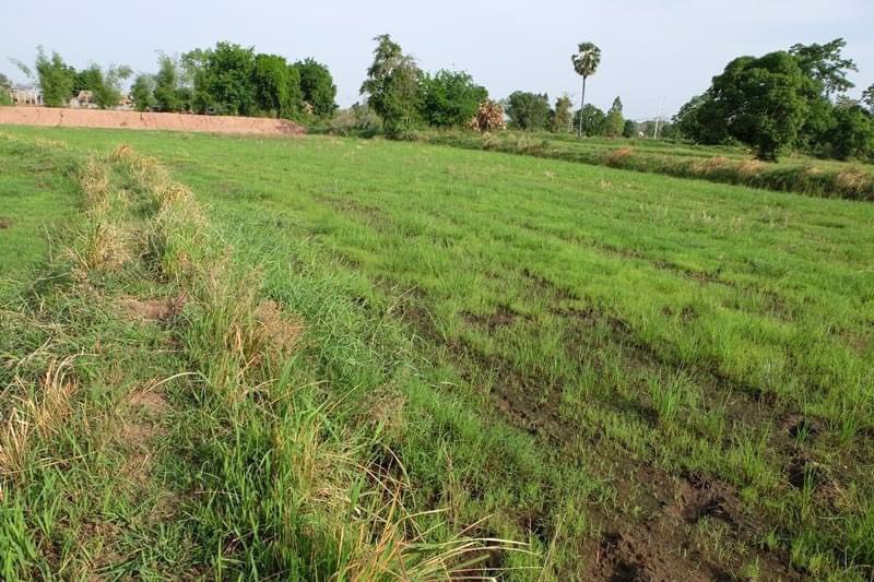 ขายที่ดิน-7ไร่-1งาน-44ตรว-อปักธงชัย-จนครราชสีมา-ห่างจากถนนหมายเลข-24-โชคชัย-เดชอุดม-300-เมตร