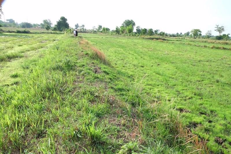 ขายที่ดิน-7ไร่-1งาน-44ตรว-อปักธงชัย-จนครราชสีมา-ห่างจากถนนหมายเลข-24-โชคชัย-เดชอุดม-300-เมตร