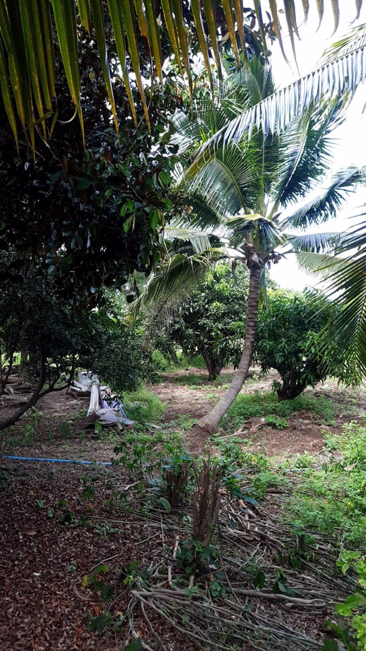 ขายบ้านพร้อมที่ดิน-พร้อมสวนผลไม้-เนื้อที่รวม-12ไร่-3งาน