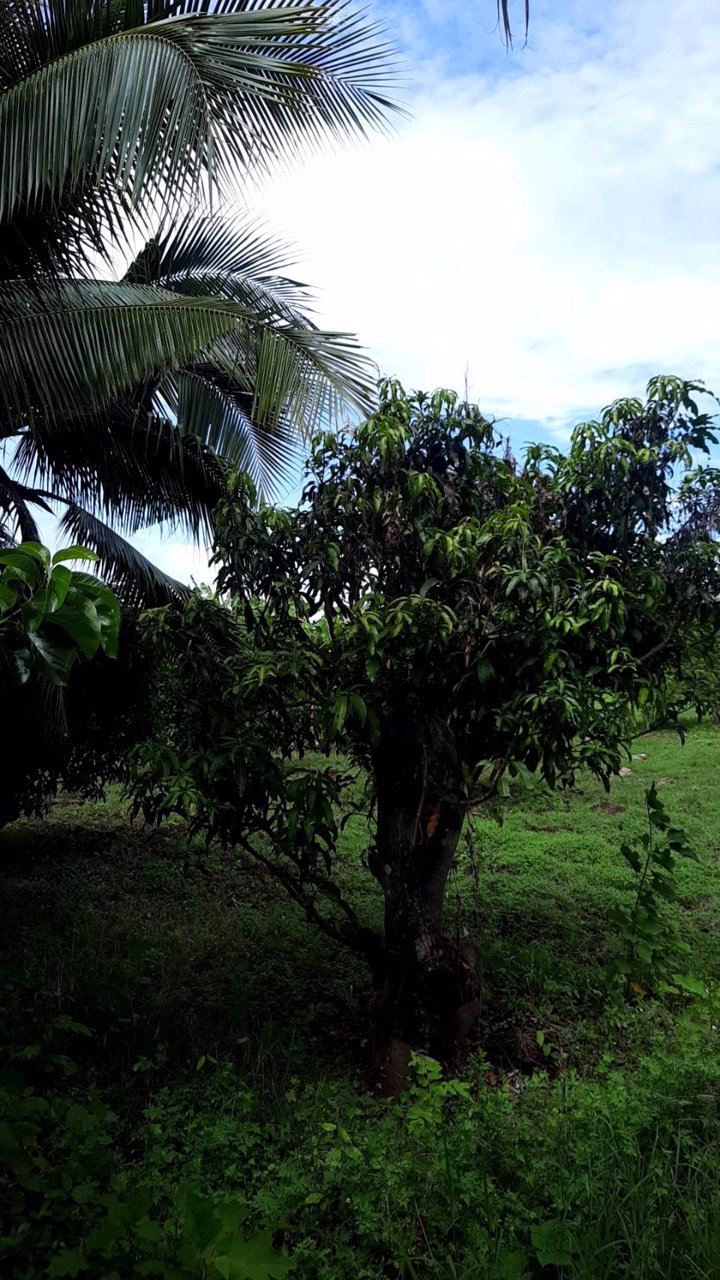 ขายบ้านพร้อมที่ดิน-พร้อมสวนผลไม้-เนื้อที่รวม-12ไร่-3งาน